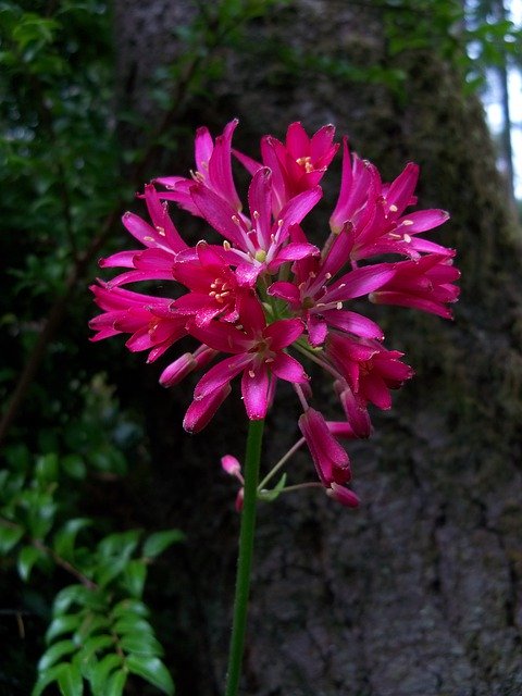 免费下载 Andrews Clintonia Lily Red - 使用 GIMP 在线图像编辑器编辑的免费照片或图片