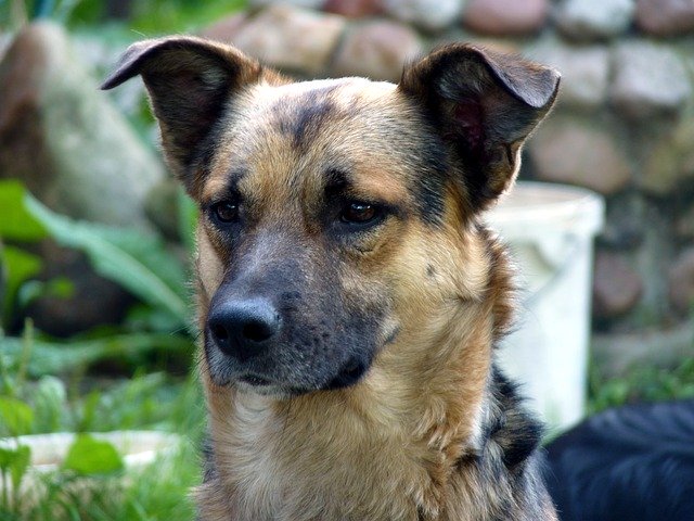 Bezpłatne pobieranie And The Tramp Dog Vigilance - darmowe zdjęcie lub obraz do edycji za pomocą internetowego edytora obrazów GIMP