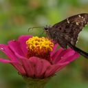 A Nectar Feast on Zinnia elegans  screen for extension Chrome web store in OffiDocs Chromium