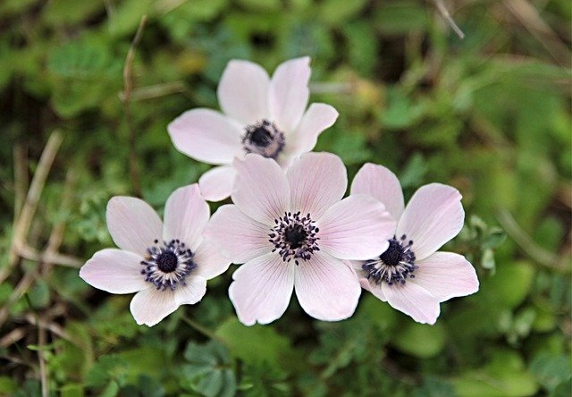 Free download anemone b flower nature herb free picture to be edited with GIMP free online image editor