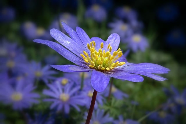 Free download anemone blue anemone forest anemone free picture to be edited with GIMP free online image editor