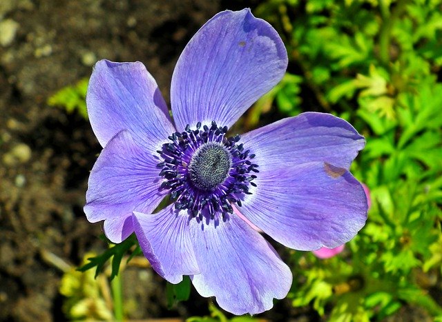 Descarga gratuita Anemone Blue Flower Garden: foto o imagen gratuita para editar con el editor de imágenes en línea GIMP