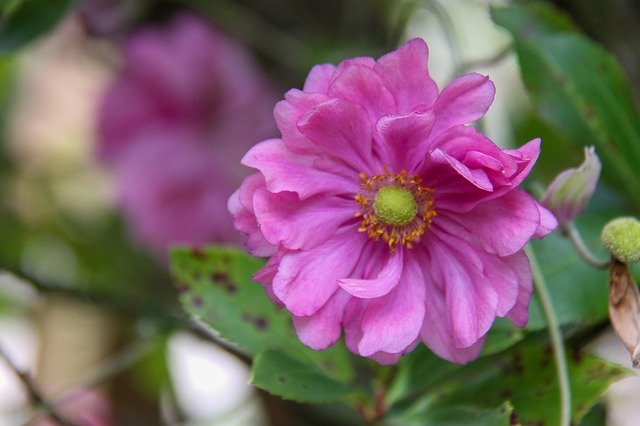 Gratis download Anemone Fall Garden - gratis foto of afbeelding om te bewerken met GIMP online afbeeldingseditor