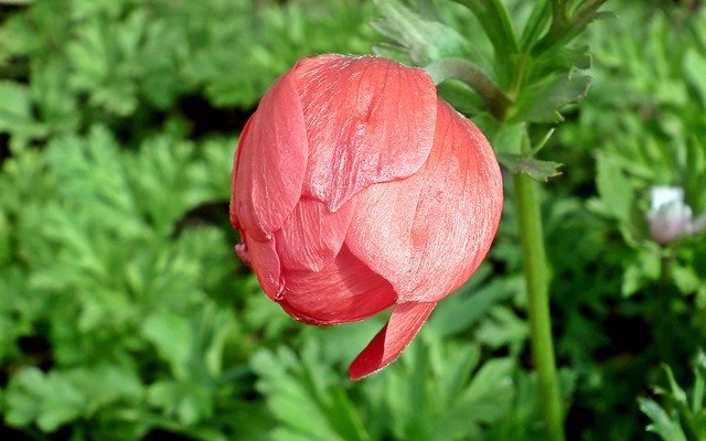 Безкоштовно завантажте безкоштовний фотошаблон Anemone Flower Bud для редагування за допомогою онлайн-редактора зображень GIMP