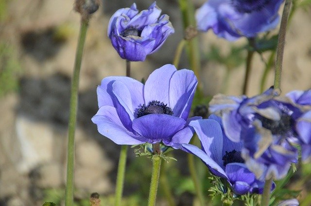 Descarga gratuita Anemone Flower Nature: foto o imagen gratuita para editar con el editor de imágenes en línea GIMP