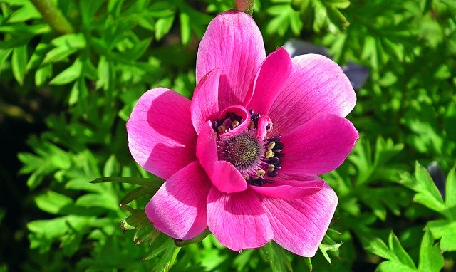 Free download Anemone Flower Pink -  free free photo or picture to be edited with GIMP online image editor