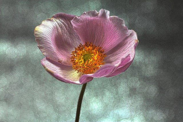 Free download anemone flower pink flower petals free picture to be edited with GIMP free online image editor