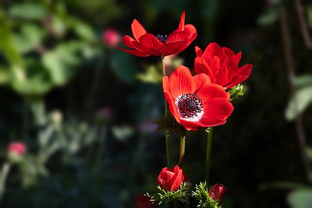 Free download anemone flower plant free picture to be edited with GIMP free online image editor