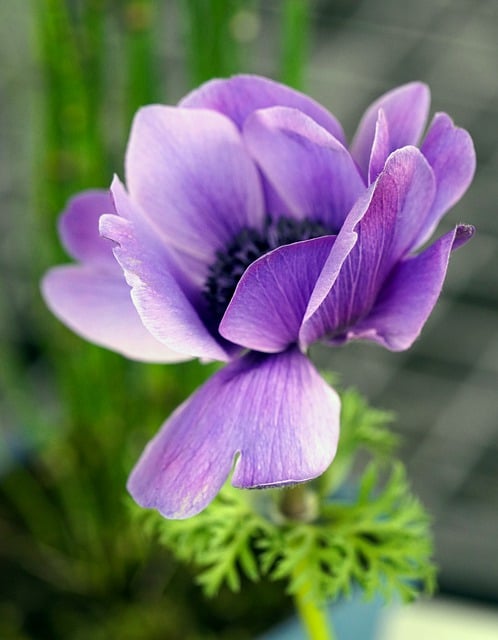 Free download anemone flower plant purple flower free picture to be edited with GIMP free online image editor