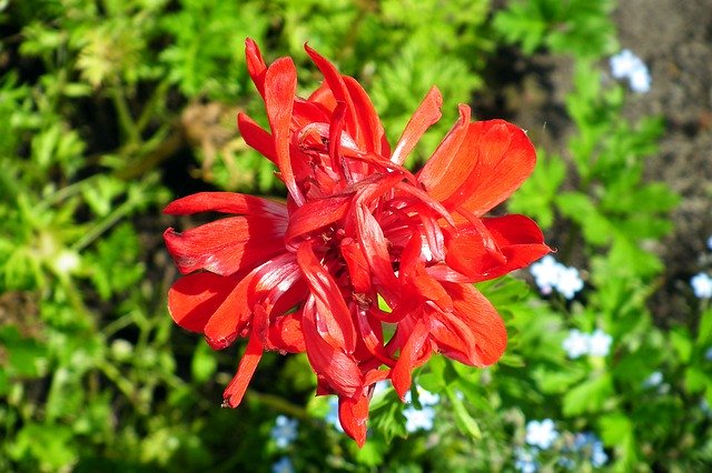 Muat turun percuma Anemone Flower Red - foto atau gambar percuma untuk diedit dengan editor imej dalam talian GIMP