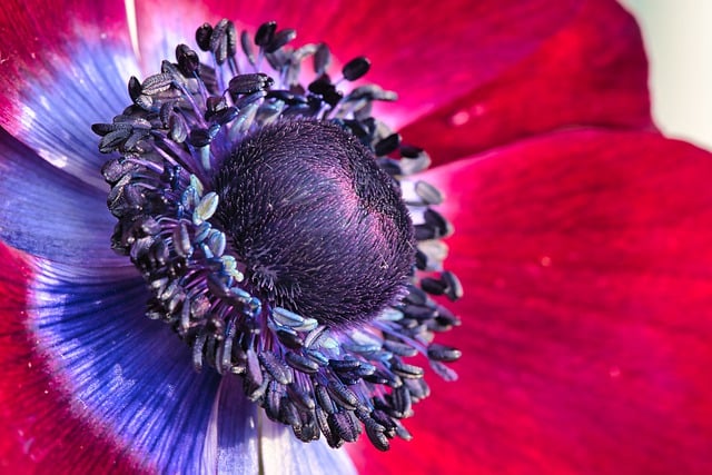 Free download anemone flower red flower blossom free picture to be edited with GIMP free online image editor