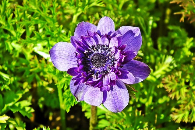 Free download anemone flowers spring garden blue free picture to be edited with GIMP free online image editor