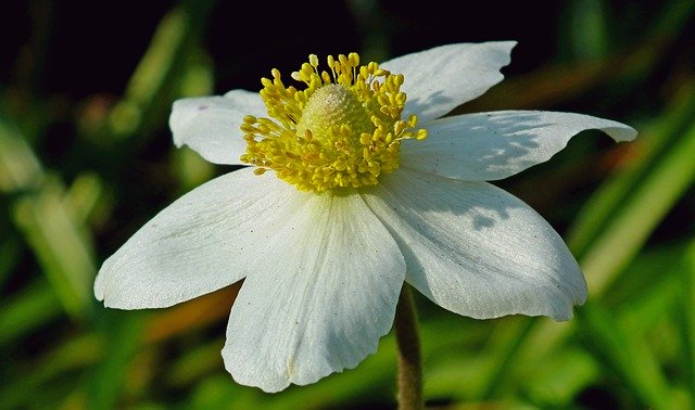 Free download Anemone Flower White -  free free photo or picture to be edited with GIMP online image editor