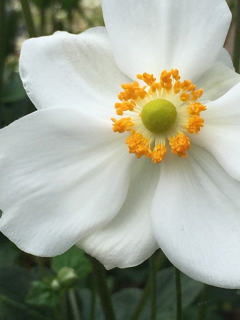 Free download Anemone Japanese White -  free free photo or picture to be edited with GIMP online image editor