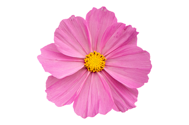 Free download Anemone Pink Flower -  free photo or picture to be edited with GIMP online image editor