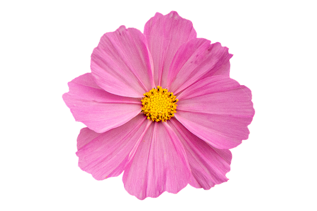 Muat turun percuma Anemone Pink Flower - foto atau gambar percuma untuk diedit dengan editor imej dalam talian GIMP