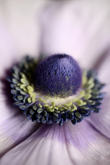 Free download anemone purple flower flower free picture to be edited with GIMP free online image editor
