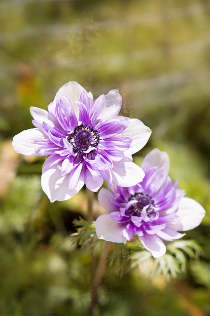 Free download anemone purple white two tone free picture to be edited with GIMP free online image editor