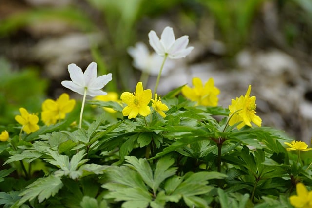 Free download anemone ranunculoides forest floor free picture to be edited with GIMP free online image editor