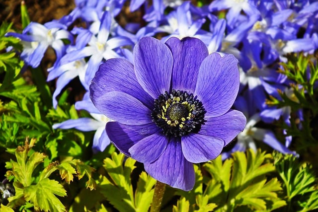 Free download anemones blue nature spring garden free picture to be edited with GIMP free online image editor