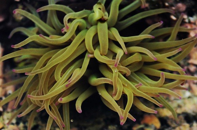 Free download Anemone Sea Submarine -  free photo or picture to be edited with GIMP online image editor