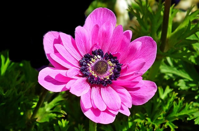 Unduh gratis gambar anemon bunga taman merah muda gratis untuk diedit dengan editor gambar online gratis GIMP