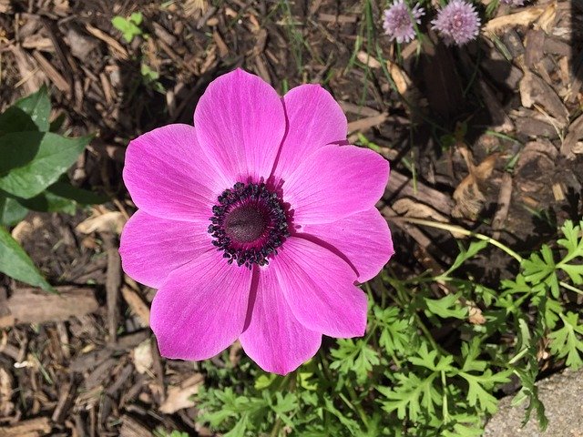 Gratis download Anemone Spring Bloom - gratis foto of afbeelding om te bewerken met GIMP online afbeeldingseditor
