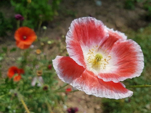 Free download Anemone Summer Flower Image -  free photo or picture to be edited with GIMP online image editor