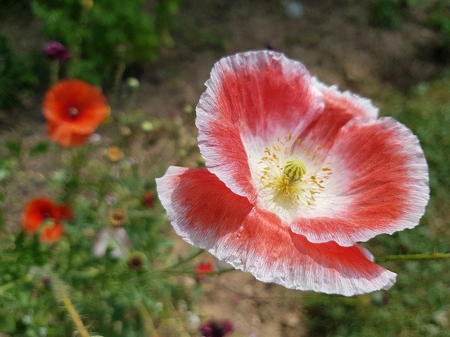 Bezpłatne pobieranie Anemone Summer Flower Image - darmowe zdjęcie lub obraz do edycji za pomocą internetowego edytora obrazów GIMP