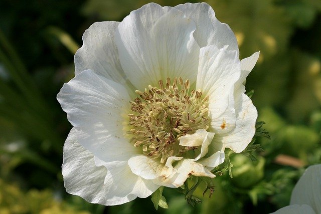 פריחת פרח פרח לבן כלנית