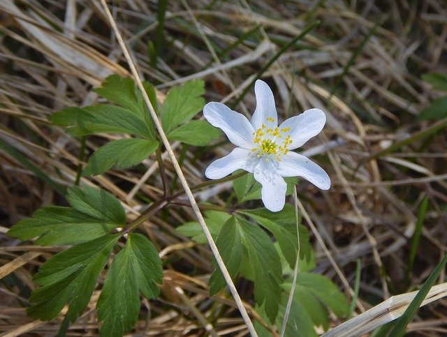 Muat turun percuma Anemone Wood Blossom - foto atau gambar percuma untuk diedit dengan editor imej dalam talian GIMP