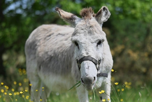 Free download ane yaya animal mammal herbivorous free picture to be edited with GIMP free online image editor