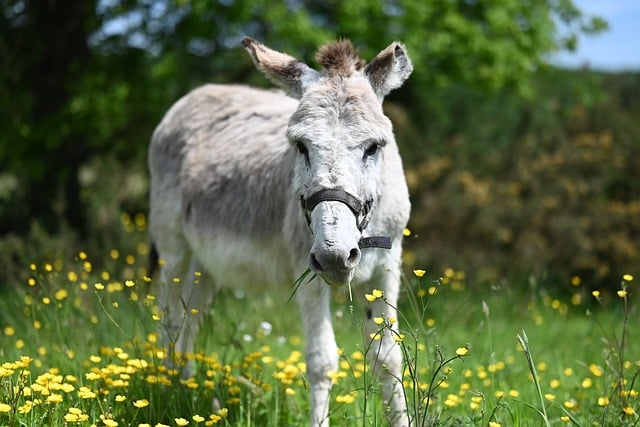 Free download ane yaya equine nature mammal free picture to be edited with GIMP free online image editor