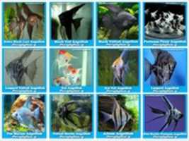 Free download Angelfish free photo or picture to be edited with GIMP online image editor