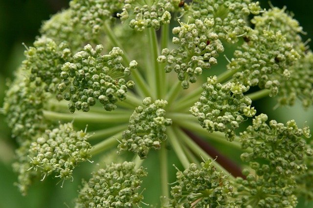 Free download angelica l medicinal angelica free picture to be edited with GIMP free online image editor