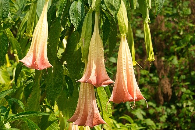 Free download Angel Trumpet Pink Toxic -  free photo or picture to be edited with GIMP online image editor