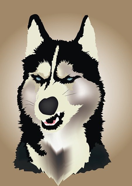 Free download Angry Siberian -  free illustration to be edited with GIMP free online image editor