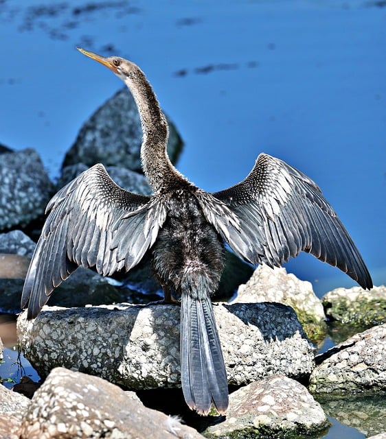 Free download anhinga bird wildlife nature avian free picture to be edited with GIMP free online image editor
