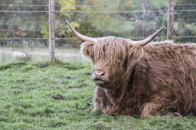 Free download animal animals scotland goat free picture to be edited with GIMP free online image editor