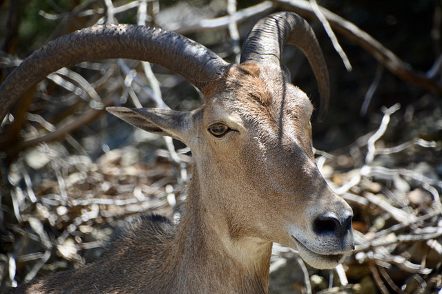 Free download animal antelope goat wildlife free picture to be edited with GIMP free online image editor