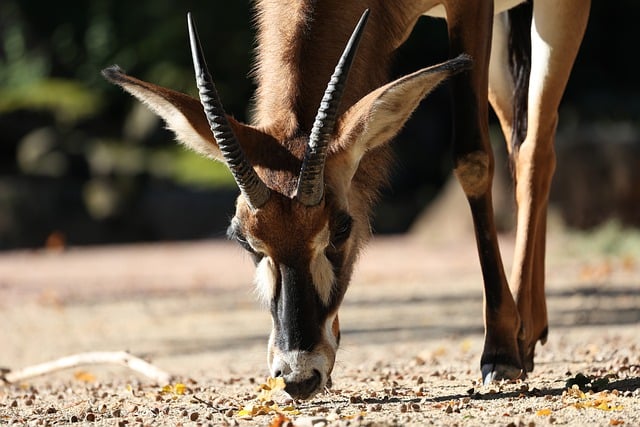 Scarica gratuitamente l'immagine gratuita dello zoo di antilope animale hanover da modificare con l'editor di immagini online gratuito di GIMP