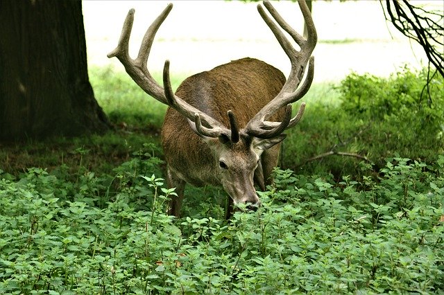 Muat turun percuma Animal Antlers Deer - foto atau gambar percuma untuk diedit dengan editor imej dalam talian GIMP