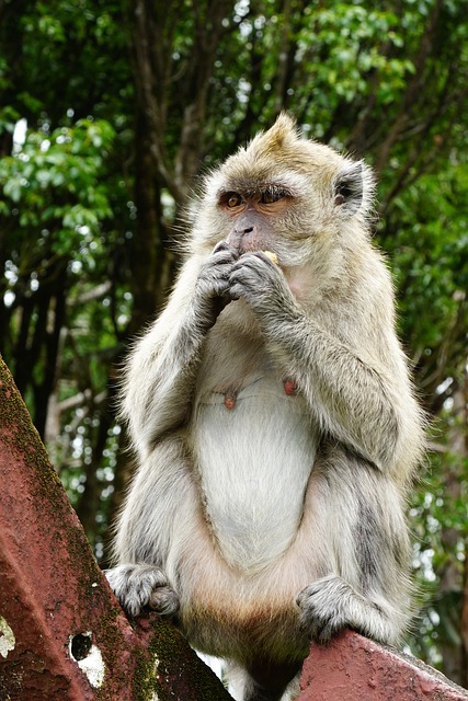 Free download animal ape mammal species fauna free picture to be edited with GIMP free online image editor