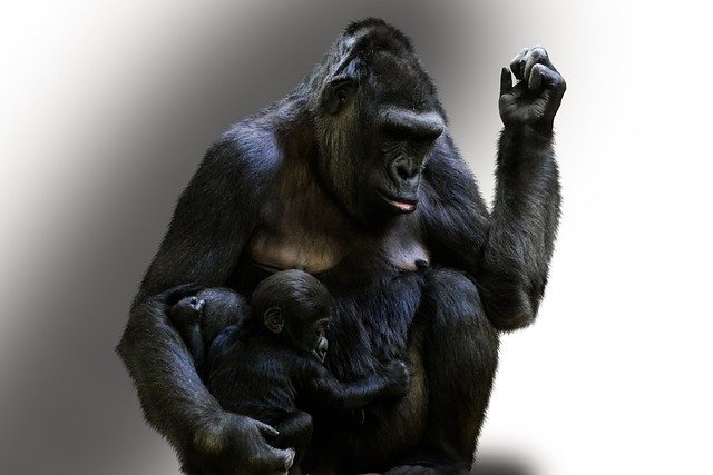 Free download animal ape monkey mammal wildlife free picture to be edited with GIMP free online image editor