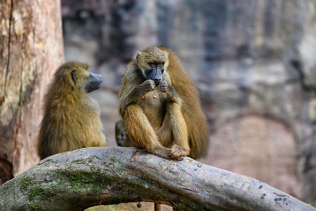 Free download animal baboon mammal species free picture to be edited with GIMP free online image editor