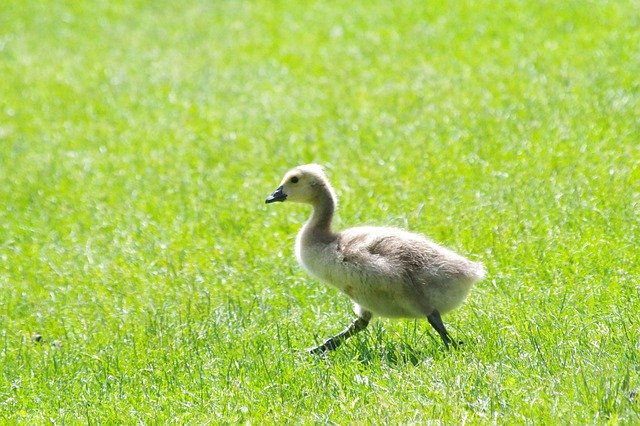 Free download Animal Baby Geese -  free photo or picture to be edited with GIMP online image editor