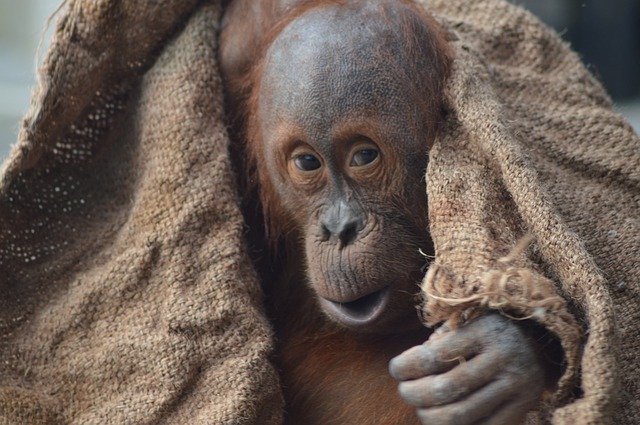 Free download Animal Baby Orangutan -  free photo or picture to be edited with GIMP online image editor