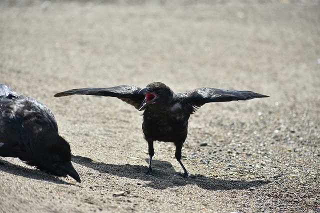 Bezpłatne pobieranie zwierząt plaża ptak dziki ptak wrona darmowe zdjęcie do edycji za pomocą bezpłatnego internetowego edytora obrazów GIMP