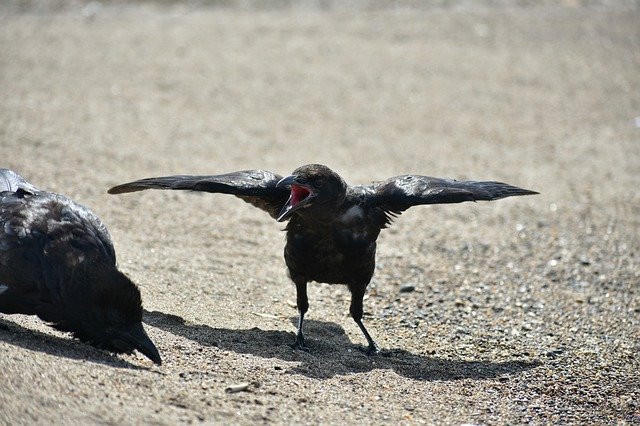 Free download animal beach bird wild bird crow free picture to be edited with GIMP free online image editor