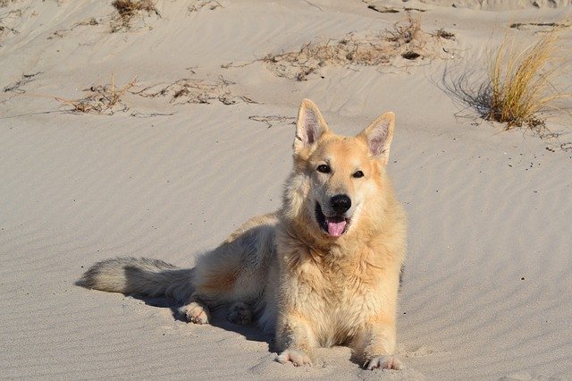 Free download Animal Beach Dog -  free photo or picture to be edited with GIMP online image editor